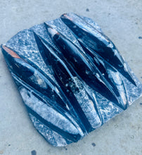 Load image into Gallery viewer, New! Orthoceras Fossil Slab - Natural & Unique