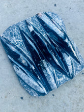 Load image into Gallery viewer, New! Orthoceras Fossil Slab - Natural & Unique