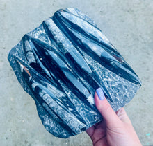 Load image into Gallery viewer, New! Orthoceras Fossil Slab - Natural & Unique