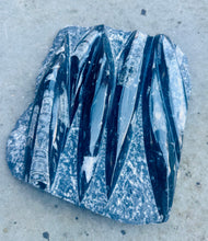 Load image into Gallery viewer, New! Orthoceras Fossil Slab - Natural & Unique