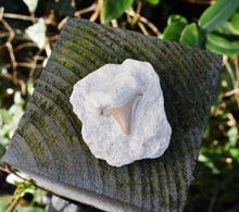 Load image into Gallery viewer, Sharks Tooth On Rock