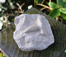 Load image into Gallery viewer, Sharks Tooth On Rock