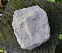 Load image into Gallery viewer, Sharks Tooth On Rock