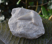Load image into Gallery viewer, Sharks Tooth On Rock