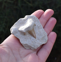 Load image into Gallery viewer, Sharks Tooth On Rock
