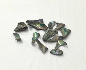Abalone Shell Tumbled Piece 2cm