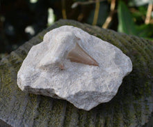 Load image into Gallery viewer, Sharks Tooth On Rock
