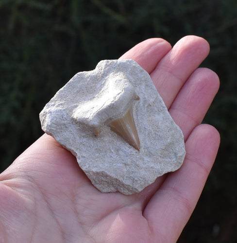 Sharks Tooth On Rock