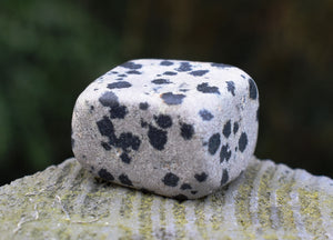 Dalmatian Jasper Crystal Tumble Stone